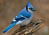 bluebluejay