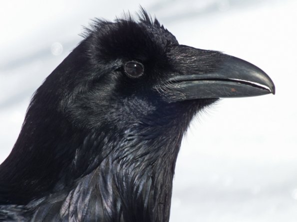 raven-image