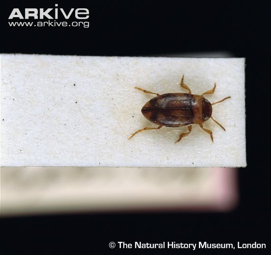 Bidessus-minutissimus-specimen