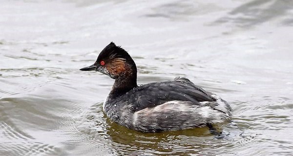 BlackNeckedGrebe_large
