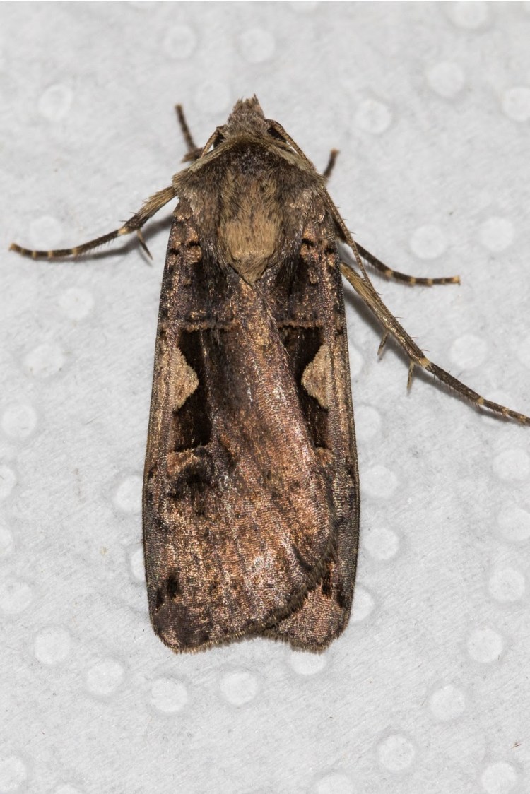 IMG_9528 Triple-spotted Clay 22_08_2015