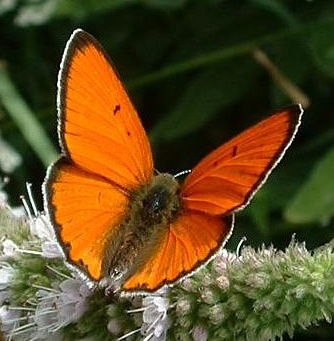 Lycaena_dispar02