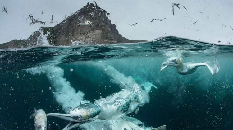 skynews-bird-behaviour-bird_4397888